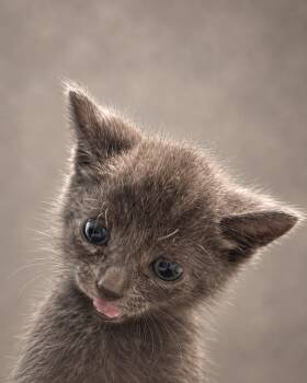 Wisp -  Russian Blue and Tabby Cat for Adoption in Miami, Florida - Wisp | PetCurious