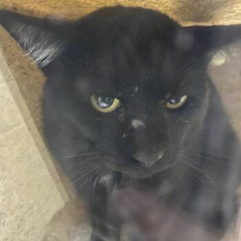 Benny -  Domestic Short Hair Cat for Adoption in Cheyenne, Wyoming - Benny | PetCurious