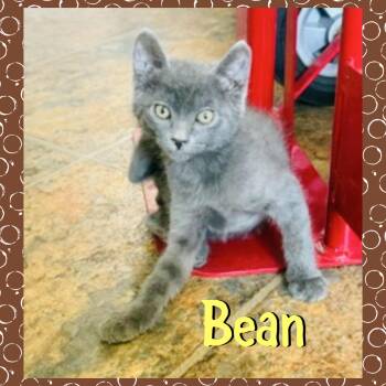 Bean -  Domestic Short Hair Cat for Adoption in Red Lodge, Montana - Bean | PetCurious