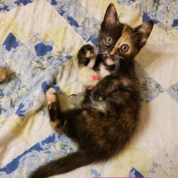 Cinnamon -  Domestic Short Hair Cat for Adoption in Carmel, Indiana - Cinnamon | PetCurious