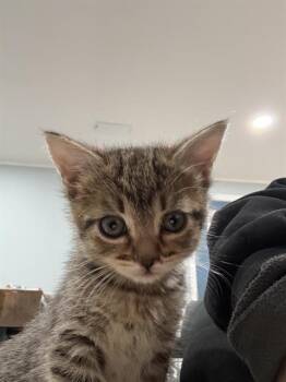 Domestic Short Hair Cats Available for Adoption in West Valley City, Utah - DILL | PetCurious