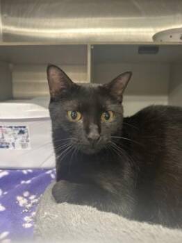 Raven -  Domestic Short Hair Cat for Adoption in Picayune, Mississippi - Raven | PetCurious