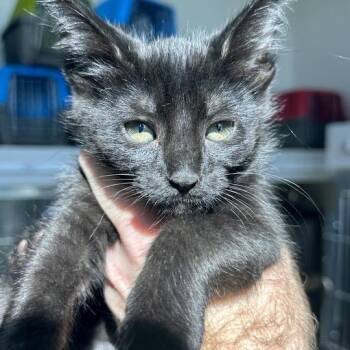 Karen -  Domestic Short Hair Cat for Adoption in Matteson, Illinois - Karen | PetCurious