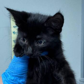 Monarch -  Domestic Short Hair Cat for Adoption in Concord, North Carolina - Monarch | PetCurious
