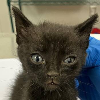 Eden -  Domestic Short Hair Cat for Adoption in Las Cruces, New Mexico - Eden | PetCurious