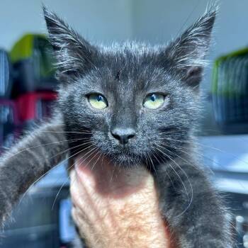 Celia -  Domestic Short Hair Cat for Adoption in Matteson, Illinois - Celia | PetCurious