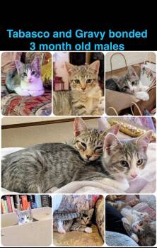 Domestic Short Hair Cats Available for Adoption - Tabasco | PetCurious