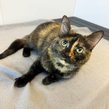 Domestic Medium Hair Cats Available for Adoption in Fort Wayne, Indiana - Chloe | PetCurious