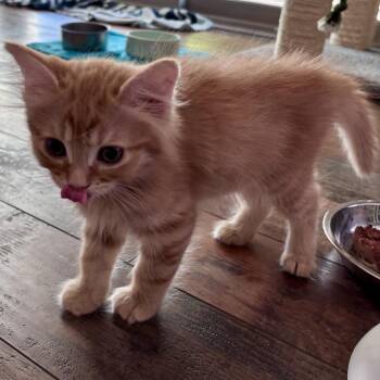 Barney -  Domestic Medium Hair Cat for Adoption in Tempe, Arizona - Barney | PetCurious