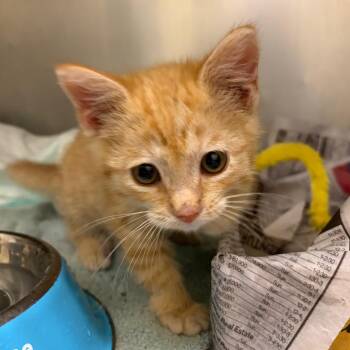 Mellow Squish -  Domestic Medium Hair Cat for Adoption in Cheyenne, Wyoming - Mellow Squish | PetCurious