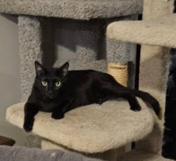 Rubin -  Domestic Short Hair Cat Available for Adoption in Cincinnati, Ohio - Rubin | PetCurious