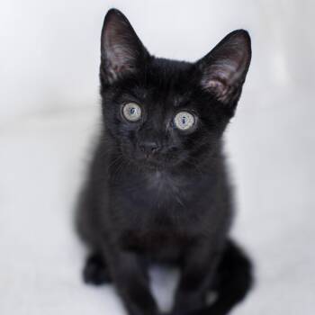 Betty -  Domestic Short Hair Cat for Adoption in Pompano Beach, Florida - Betty | PetCurious