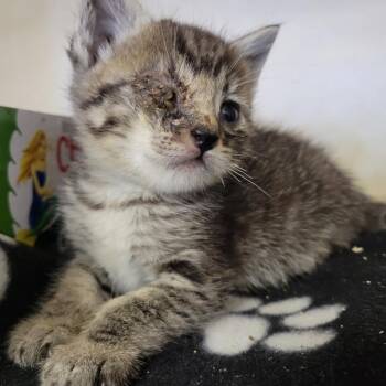 Sonny Hayes -  Domestic Short Hair Cat for Adoption in Westminster, California - Sonny Hayes | PetCurious