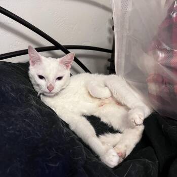 Vanilla Bean Marshmallow Queen -  Domestic Short Hair Cat for Adoption in Keizer, Oregon - Vanilla Bean Marshmallow Queen | PetCurious