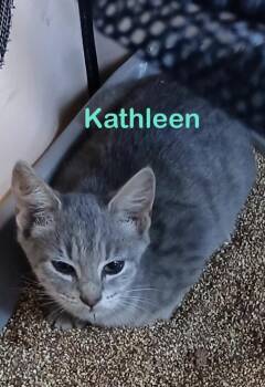KATHLEEN Kitten -  Domestic Short Hair Cat for Adoption in New Bern, North Carolina - KATHLEEN Kitten | PetCurious