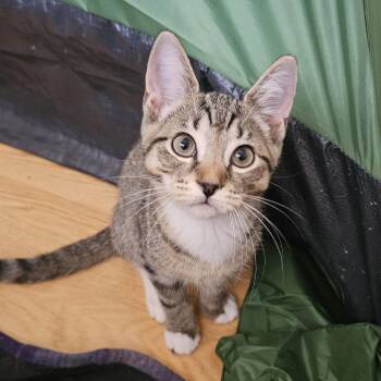 Toyota -  Domestic Short Hair Cat for Adoption in Melbourne, Florida - Toyota | PetCurious