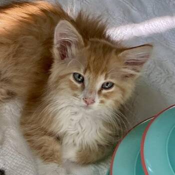Murphy Miller -  Domestic Long Hair and Tabby Cat for Adoption in Morrison, Colorado - Murphy Miller | PetCurious