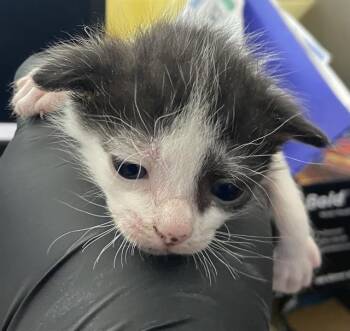 MILK -  Domestic Short Hair Cat for Adoption in Dallas, Texas - MILK | PetCurious