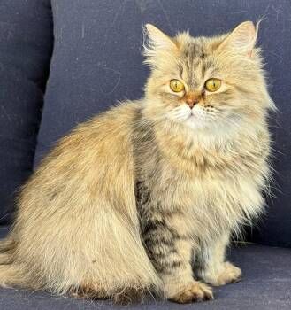 Dolly -  Siberian and Maine Coon Cat for Adoption in Brampton, Ontario - Dolly | PetCurious