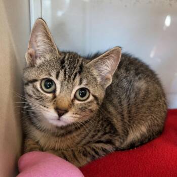 Boone -  Domestic Short Hair Cat for Adoption in Gloucester, Virginia - Boone | PetCurious