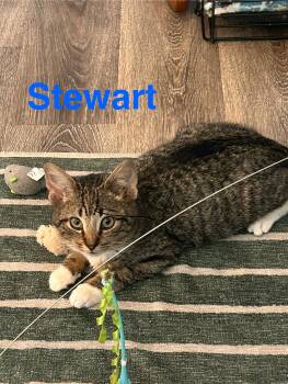 Domestic Short Hair Cats Available for Adoption - Stewart | PetCurious