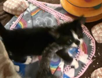 Sage -  Domestic Short Hair Cat for Adoption in Oakland, California - Sage | PetCurious