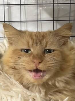 Vivienne -  Domestic Medium Hair Cat for Adoption in Walled Lake, Michigan - Vivienne | PetCurious