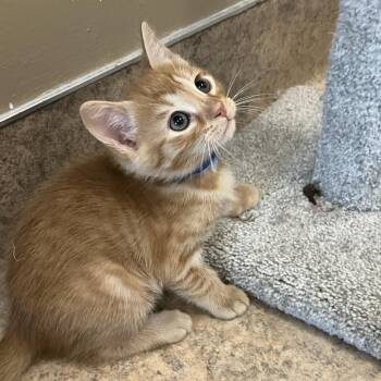 Wonton -  Domestic Short Hair Cat Available for Adoption in Temecula, California - Wonton | PetCurious