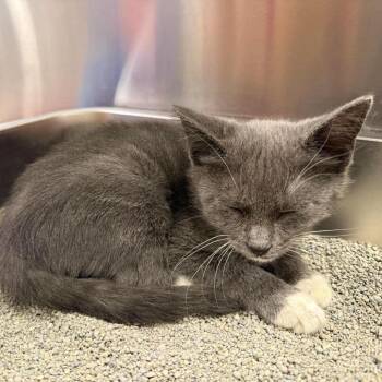 Ashe -  Domestic Short Hair Cat for Adoption in NEW PT RICHEY, Florida - Ashe | PetCurious