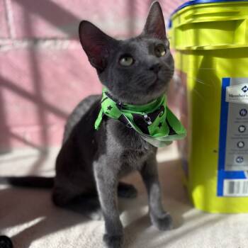 Rescue Russian Blue Cats for Adoption in Laredo, Texas - Elizabeth | PetCurious
