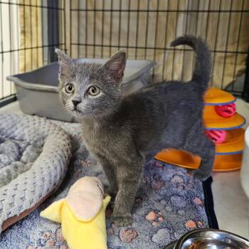 Harmony -  Domestic Short Hair Cat for Adoption in Searcy, Arkansas - Harmony | PetCurious