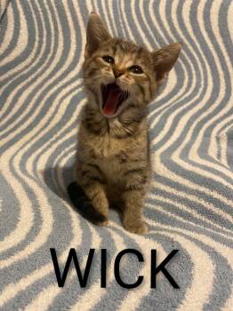 Wick -  Tabby and Calico Cat for Adoption in Bendersville, Pennsylvania - Wick | PetCurious