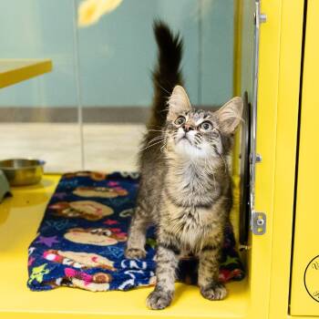 Tammy the Turkey Leg -  Domestic Medium Hair Cat for Adoption in Abilene, Texas - Tammy The Turkey Leg | PetCurious
