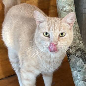 Rescue Domestic Short Hair Cats for Adoption in Beaufort, South Carolina - Queenie | PetCurious