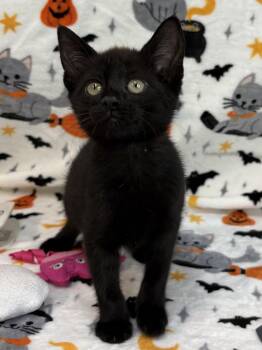 261489  Marlow -  Domestic Short Hair Cat for Adoption in Wetumpka, Alabama - 261489  Marlow | PetCurious