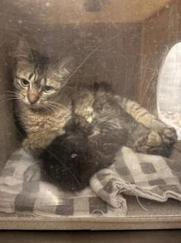 Mira -  Domestic Short Hair Cat for Adoption in Bellevue, Washington - Mira | PetCurious