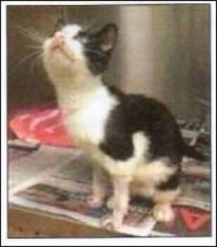 Ollie (aka Karl ) -  Domestic Short Hair Cat for Adoption in Pittsboro, North Carolina - Ollie (aka Karl ) | PetCurious