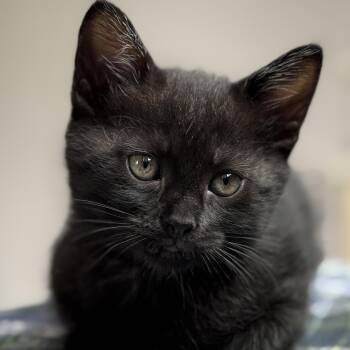 Dahlia -  Domestic Medium Hair Cat Available for Adoption in New Bern, North Carolina - Dahlia | PetCurious