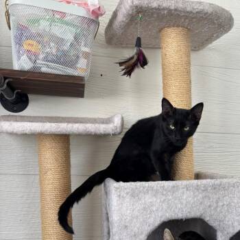 Domestic Short Hair Cats Available for Adoption - Scar | PetCurious