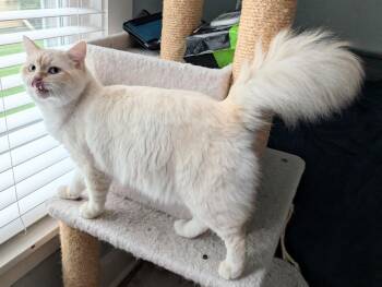 Mark (bonded with Saku) -  Siamese Cat for Adoption in Port Barrington, Illinois - Mark (bonded With Saku) | PetCurious
