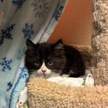 Martini -  Domestic Long Hair Cat for Adoption in Flagstaff, Arizona - Martini | PetCurious