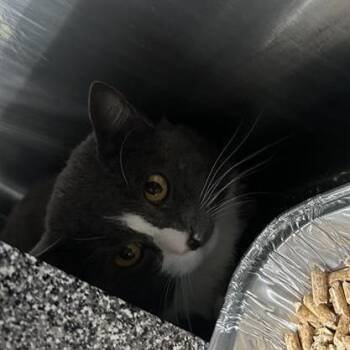 Black Cherry -  Domestic Short Hair Cat for Adoption in Salt Lake City, Utah - Black Cherry | PetCurious