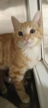 Tony (Thing) -  Domestic Short Hair Cat for Adoption in Pahrump, Nevada - Tony (Thing) | PetCurious