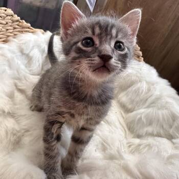 Ash Rainey -  Domestic Short Hair Cat for Adoption in Eagle Mountain, Utah - Ash Rainey | PetCurious