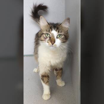 Hazel -  Domestic Long Hair Cat for Adoption in Lambertville, New Jersey - Hazel | PetCurious