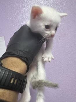 61647741 -  Domestic Short Hair Cat for Adoption in El Paso, Texas - 61647741 | PetCurious