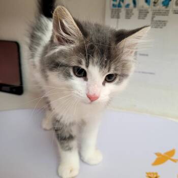 Velvet -  Domestic Medium Hair Cat Available for Adoption in Belfair, Washington - Velvet | PetCurious