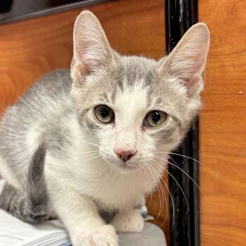 Silver -  Domestic Short Hair Cat for Adoption in Sonora, California - Silver | PetCurious