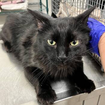 Garth -  Domestic Long Hair Cat for Adoption in Las Cruces, New Mexico - Garth | PetCurious