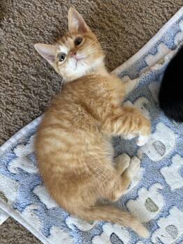 Crabcake -  Domestic Short Hair Cat for Adoption in Davis, California - Crabcake | PetCurious